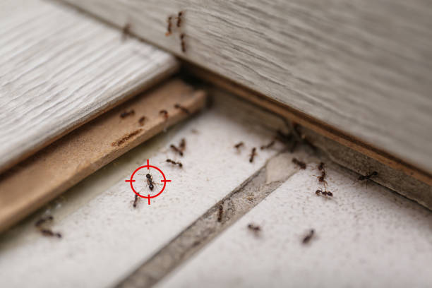Best Emergency Pest Control  in Woodbury, TN