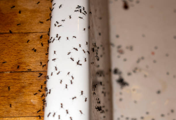 Best Rat Extermination Near Me  in Woodbury, TN