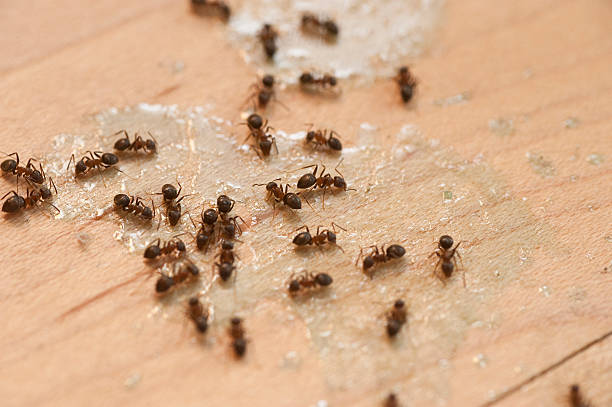 Best Bed Bug Extermination  in Woodbury, TN